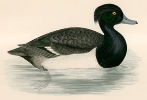 Tufted Duck